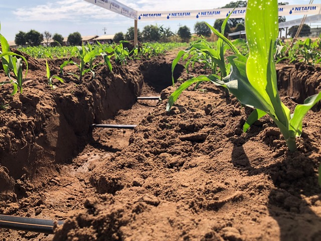 Drip irrigation solutions for grains and fibers will be presented by Netafim at the Bahia Farm Show