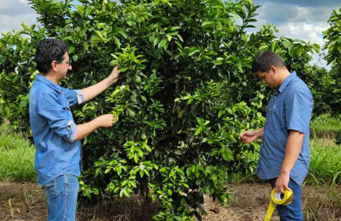 Agrodefesa identifica novos focos de cancro cítrico em Goiás