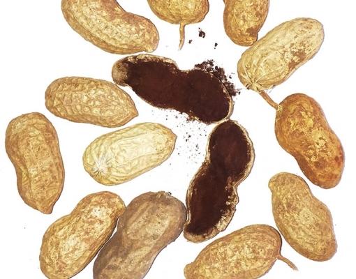 Embrapa coleta amendoim para investigar a ocorrência da doença do carvão