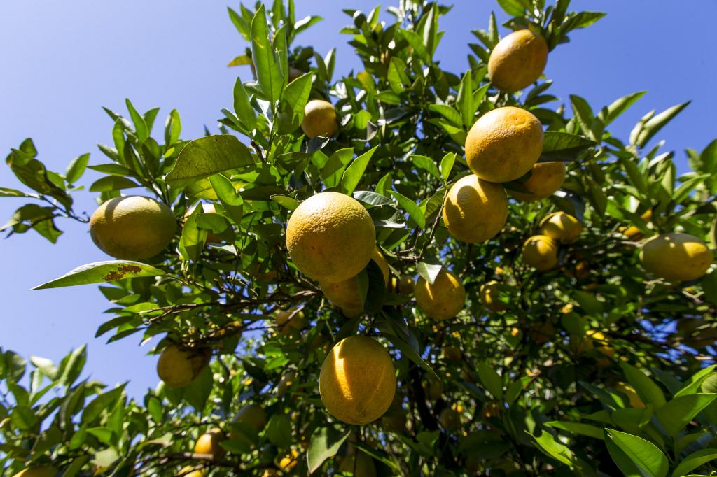 Greening aumenta e atinge 19,02% das laranjeiras de SP e MG