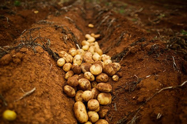 Preços de batata sobem 14% em março