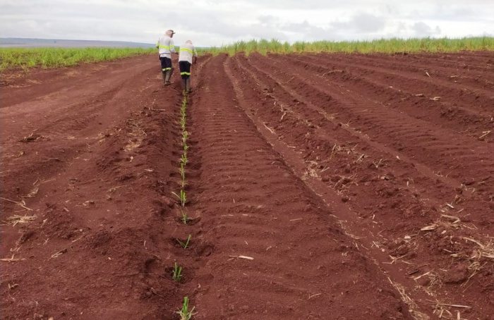 Manejo do solo para a cana-de-açúcar