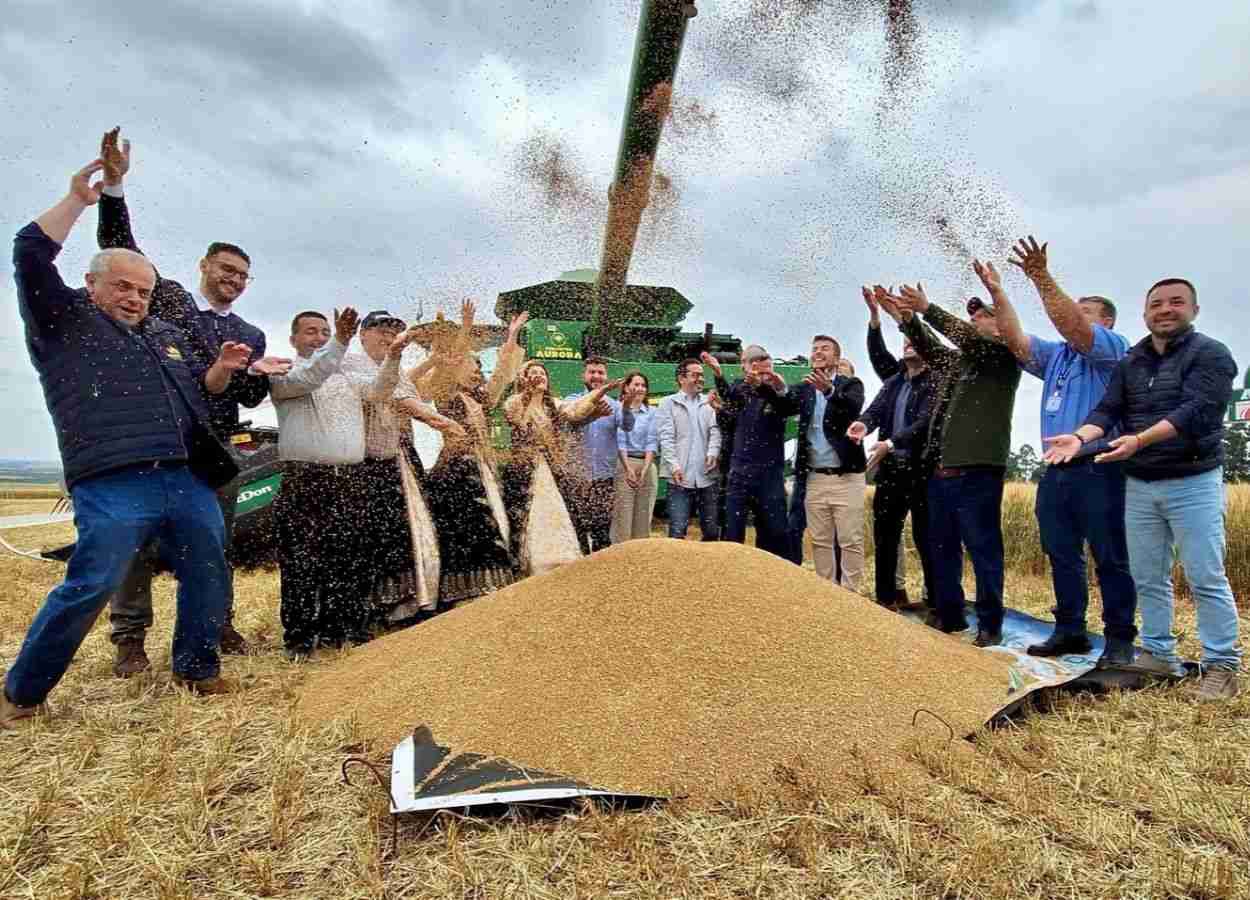 No RS: Cruz Alta sedia abertura da colheita do trigo