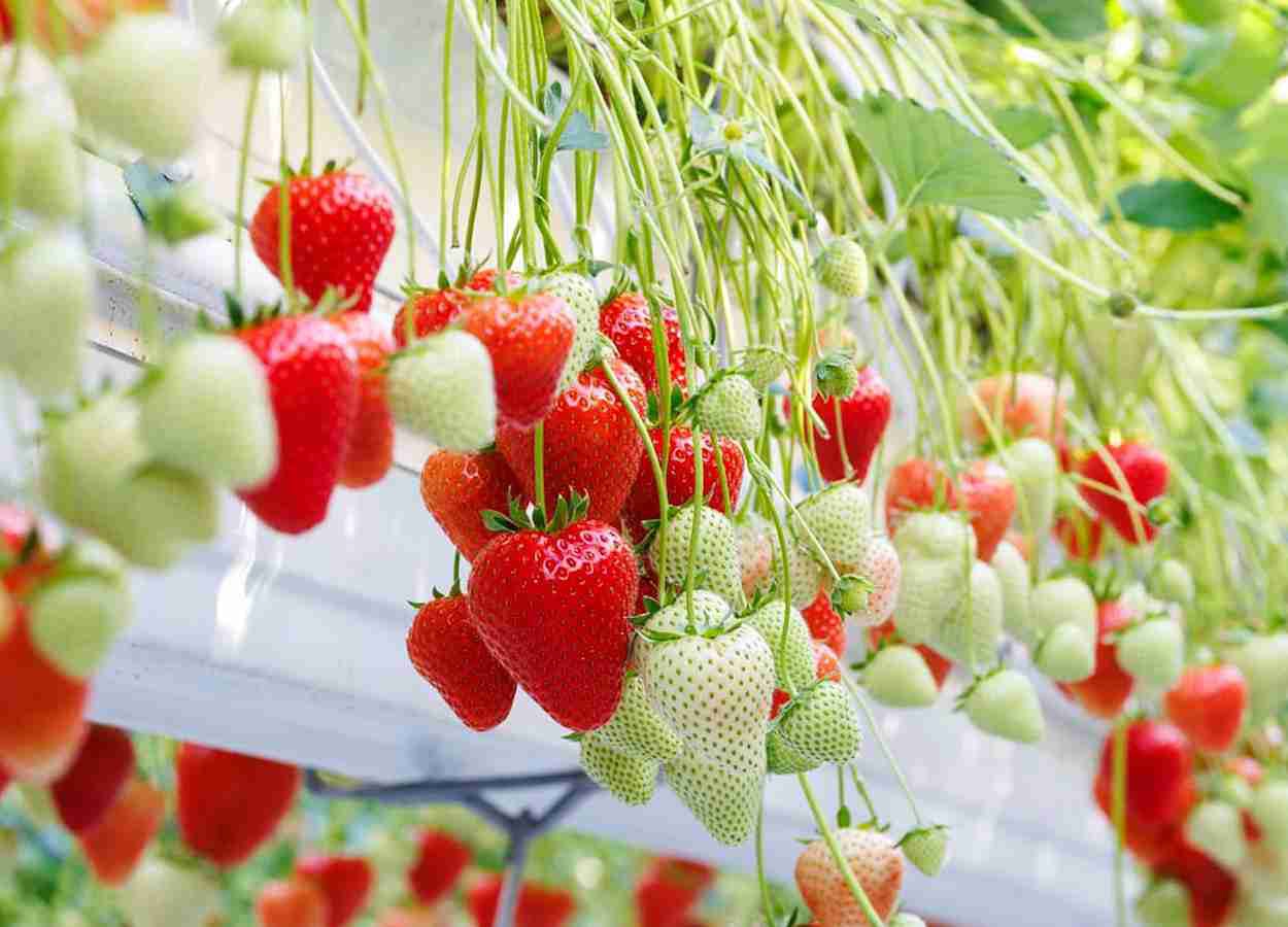 Bayer lance Baya Solara et fait son entrée sur le marché de la fraise.