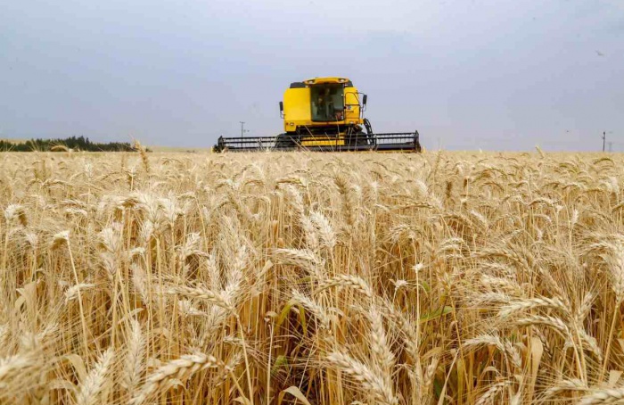 PR Safra 2025/26: cautela marca o início do plantio do trigo