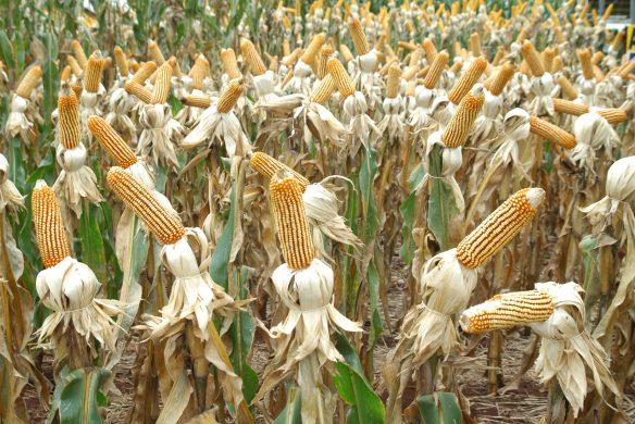 Especial Show Rural: IAPAR destaca cultivares de milho de baixo custo e alta produtividade