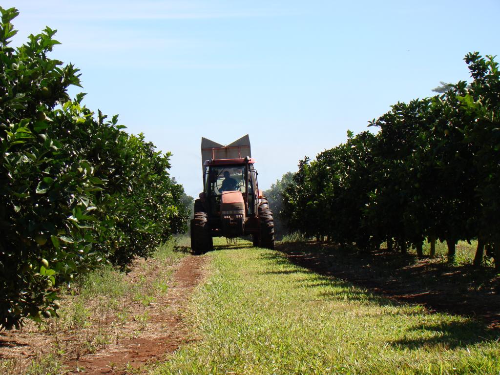 ​Tecnologia aumenta produtividade da laranja