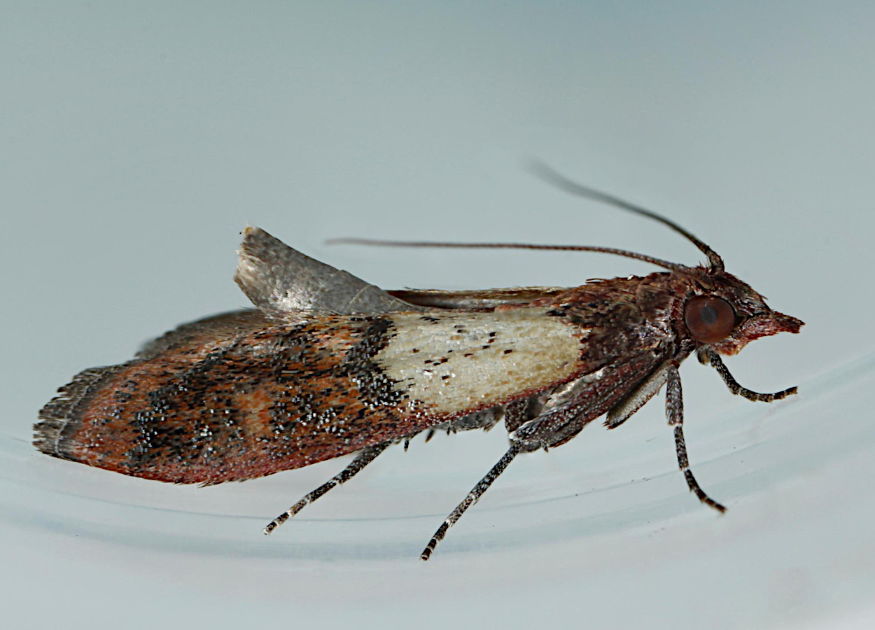 Foto:&nbsp;Joseph Berger, Bugwood