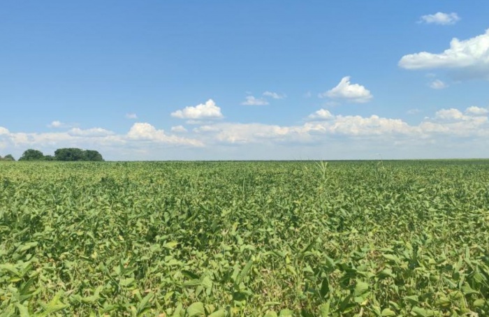 Estresse hídrico atinge 1,3 mi de hectares de soja em MS