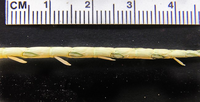 O capim-camalote pode germinar de uma semente ou brotar de um pedaço de colmo e rapidamente cresce emitindo os perfilhos.
