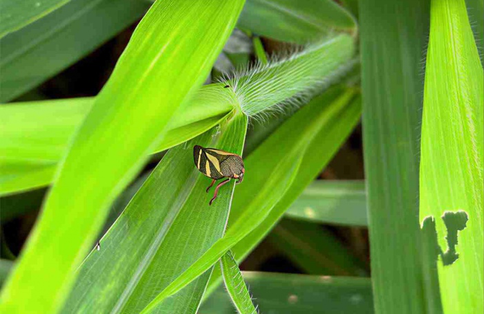 Chuvas aceleram avanço de pragas e invasoras em pastagens