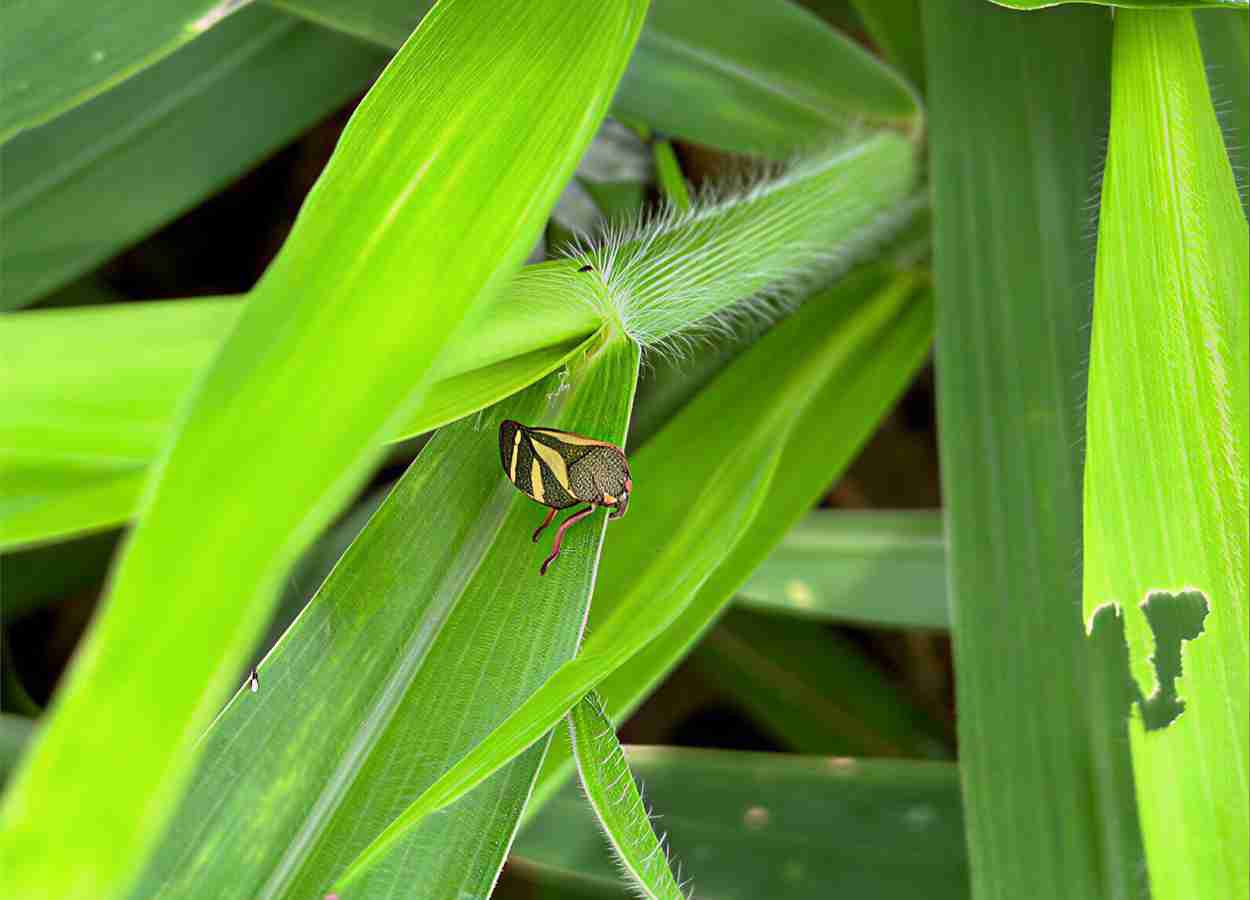 Rain accelerates the spread of pests and invasive species in pastures.