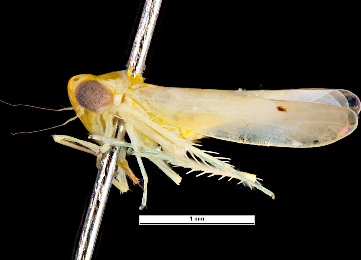 Foto:&nbsp;Pest and Diseases Image Library