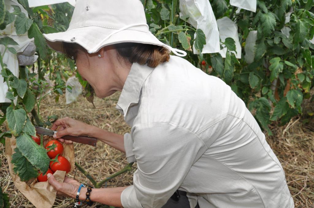 Syngenta e Embrapa celebram evolução de pequenos e médios produtores que integram Tomatec