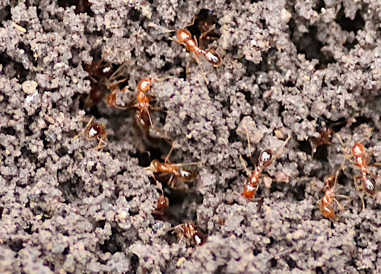 Foto:&nbsp;Andrés Verver / iNaturalist - CC BY-NC 4.0