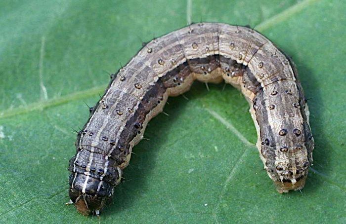 Validamicina reduz reprodução da lagarta-do-cartucho