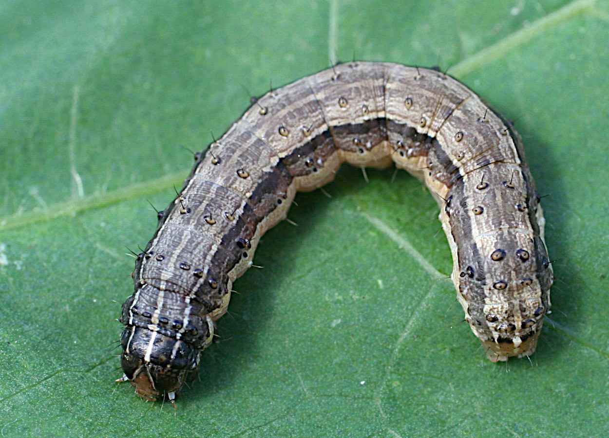 Validamicina reduz reprodução da lagarta-do-cartucho