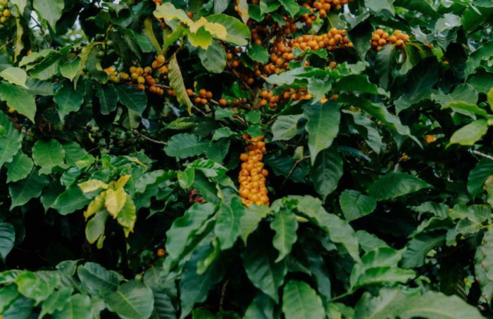 Projeto impulsiona produtividade e sustentabilidade no café
