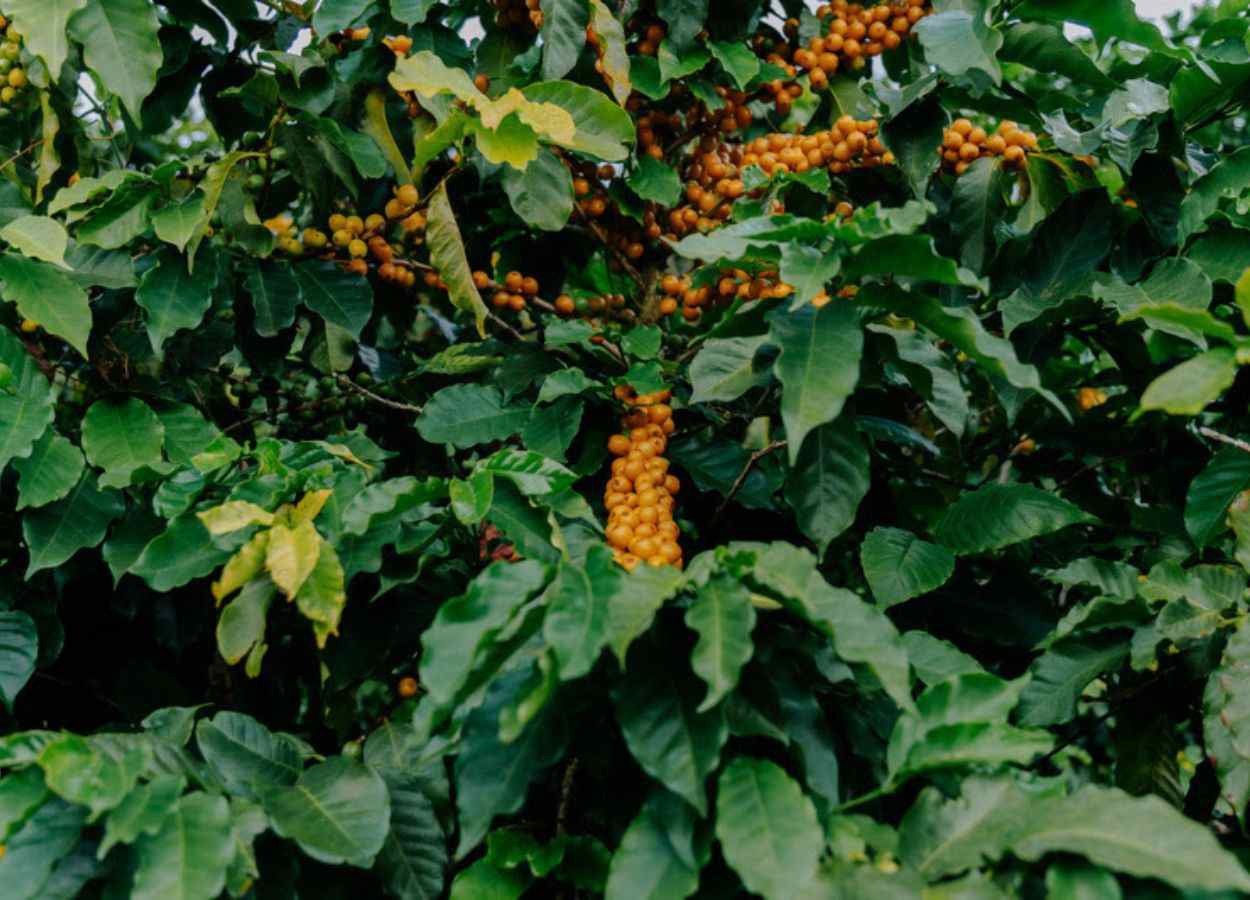 Iniciativa da Syngenta e JDE Peet’s registra ganhos em produtividade e qualidade da bebida