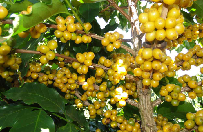 Dia de Campo presents evaluation of new coffee cultivars for Minas Gerais