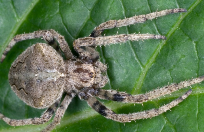 Aranha usa bioluminescência de vagalumes como isca para capturar novas presas