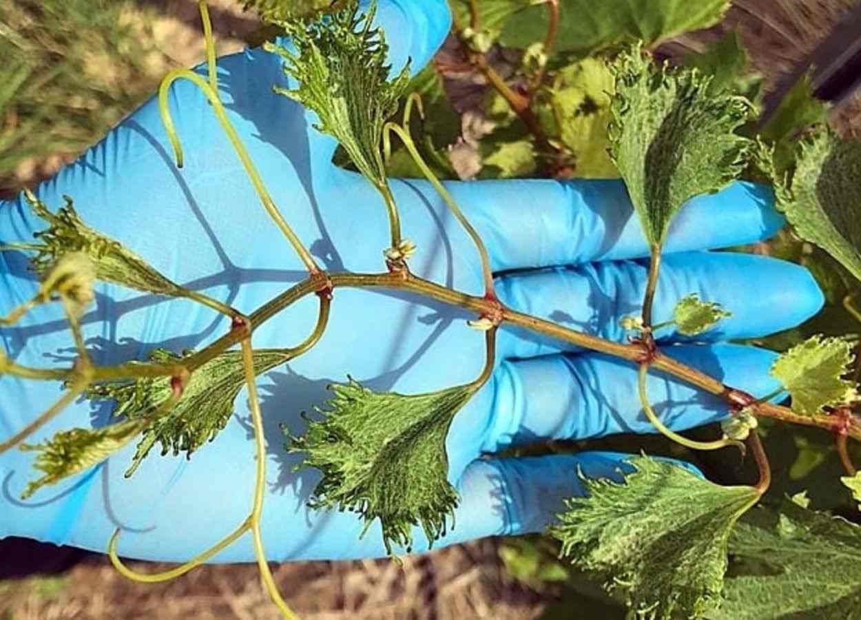 Estudo revela impacto econômico da deriva sobre vinhedos