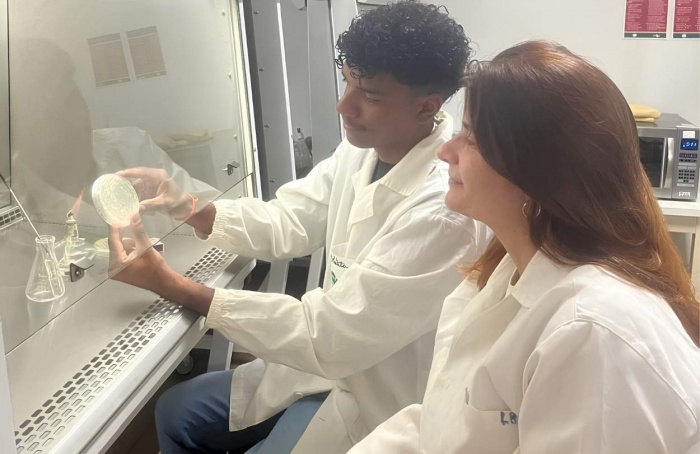 Embrapa identifica bactérias que fixam nitrogênio no algodão