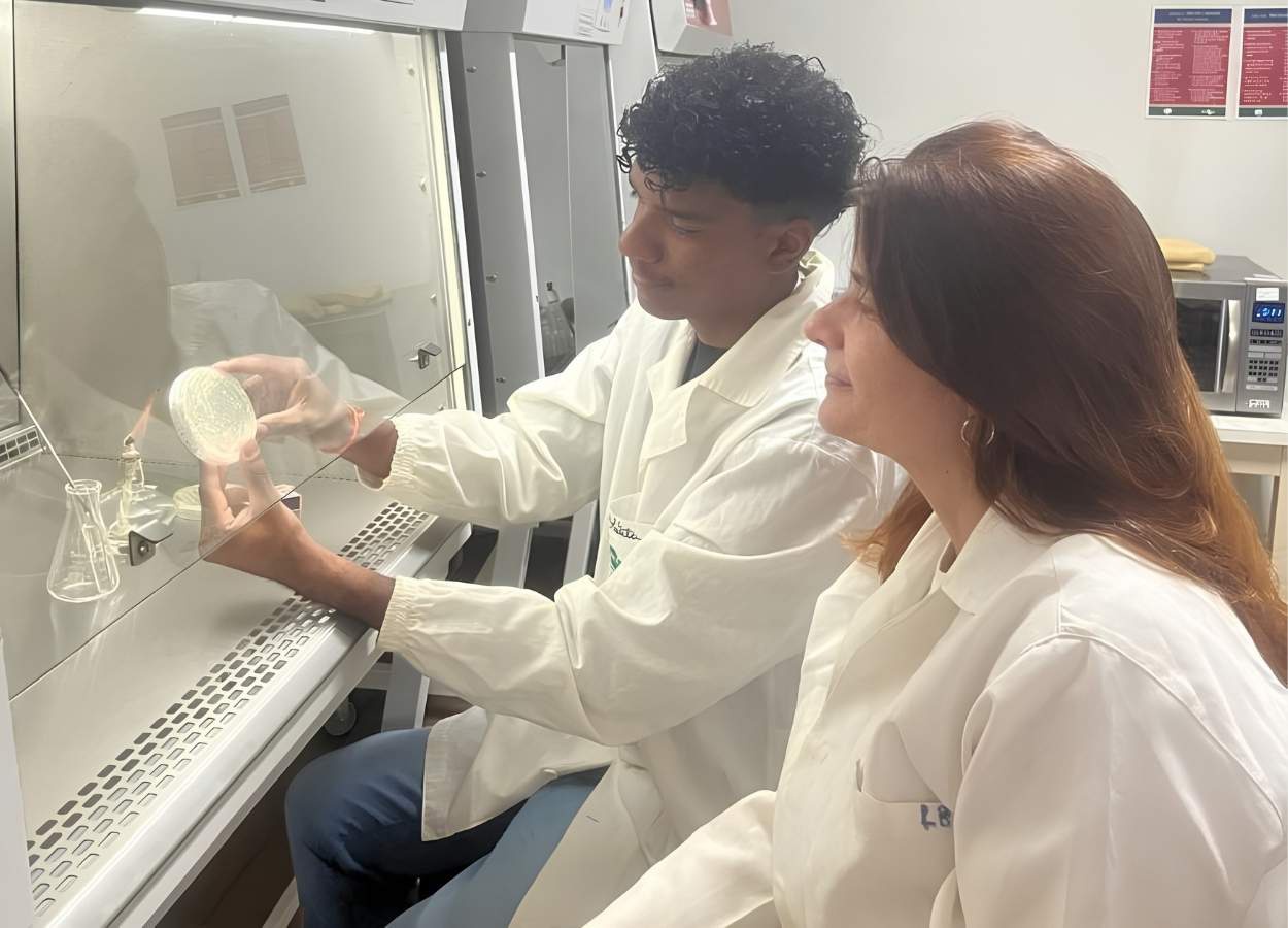 Embrapa identifica bactérias que fixam nitrogênio no algodão