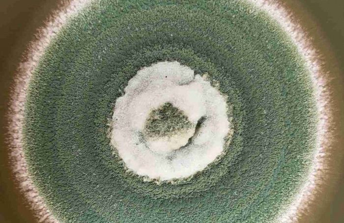 Metarhizium anisopliae amplia virulência contra Opisina arenosella