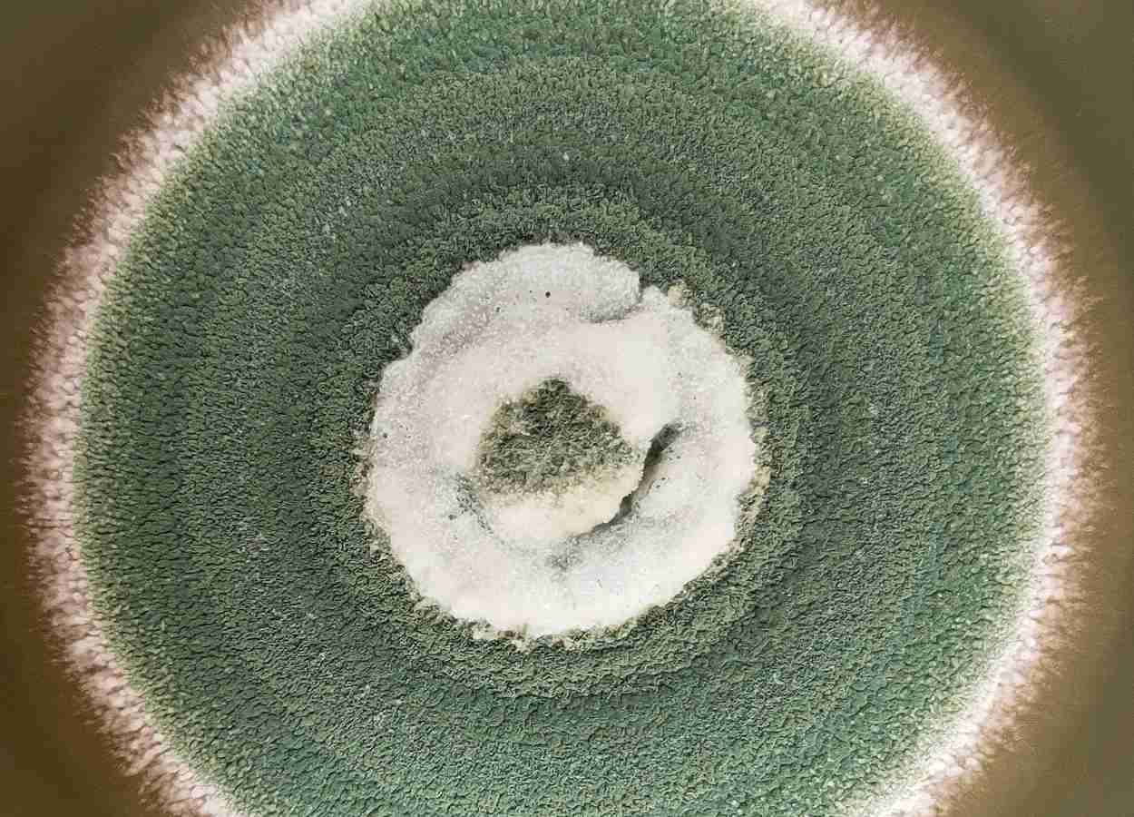 Metarhizium anisopliae amplia virulência contra Opisina arenosella
