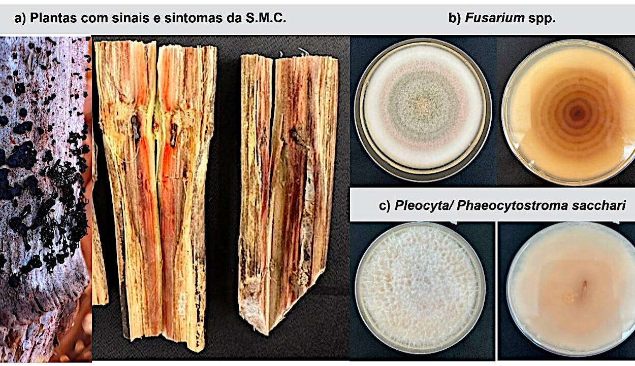 <b>Figura 1 - a)</b> Colmos de cana-de açúcar com sinais externos na casca e sintomas internos diagnosticados com a Síndrome da Murcha da Cana-de-açúcar (SMC); <b>b)</b> <i>Fusarium</i> spp. recuperados de amostras com sintomas de SMC; <b>c)</b> Isolado de <i>Phaeocytostroma sacchari</i>, o fungo encontrado com maior frequência em plantas sintomáticas&nbsp;