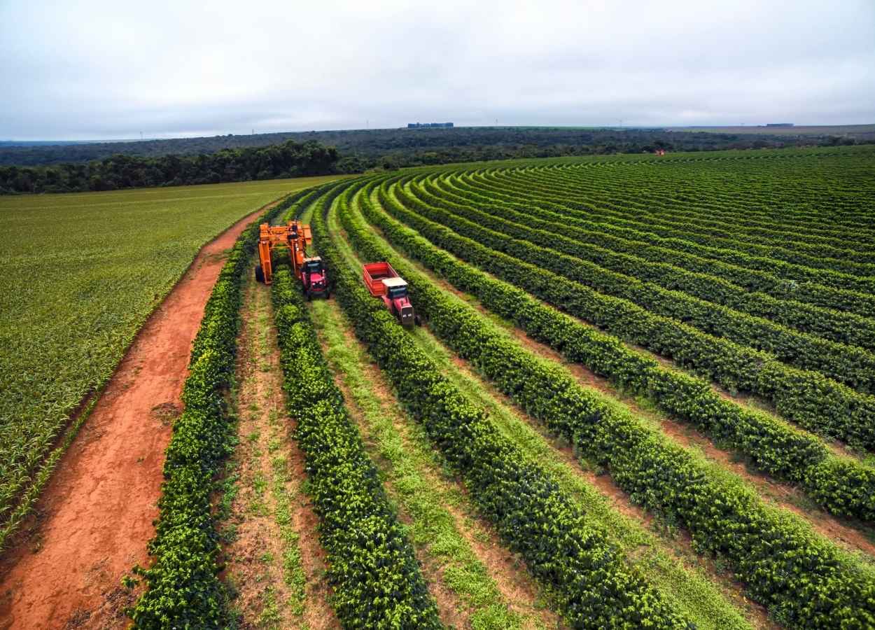 Café movimenta US$ 493 milhões em defensivos na safra 2024/25