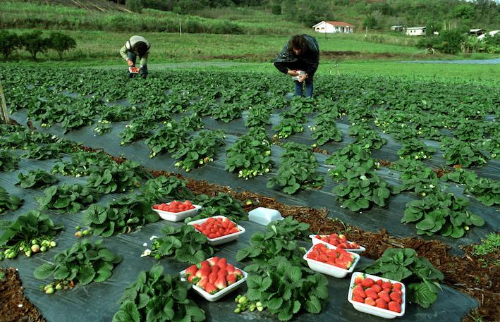 Dias ensolarados beneficiam produtores de morango da Serra Gaúcha