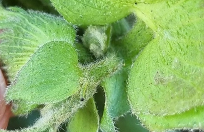 Erros na identificação de lagartas comprometem a safra de soja