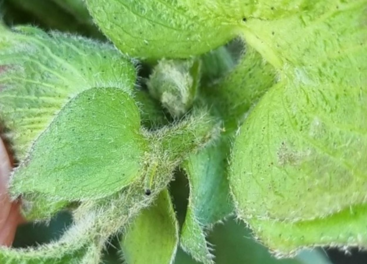 Fundação MT alerta que confusão entre espécies reduz eficiência no controle e pode causar prejuízos