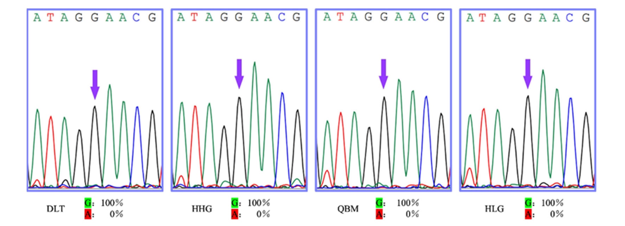 Sequências parciais da subunidade (α6) do gene nAChR de F. intonsa. As pontas de seta indicam o local da mutação pontual no gene. Nenhuma mutação foi observada nas 4 populações da espécie coletadas em campo na Mongólia Interior, China. -&nbsp;doi.org/10.3390/insects17050511