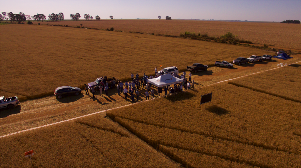 Tecnologias para aumentar a produção de trigo no Cerrado