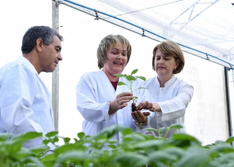 Especial Expodireto Cotrijal: ​UPF apresenta, na Expodireto, pesquisa de cultivar de batata