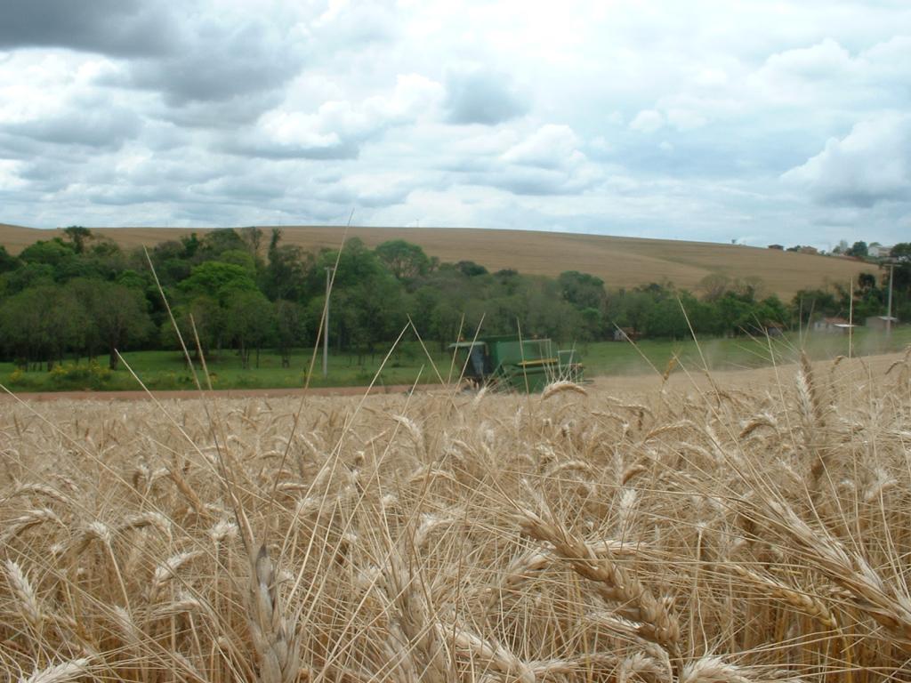 Conjuntura mundial de trigo eleva preços em mais de 25% nos últimos 60 dias