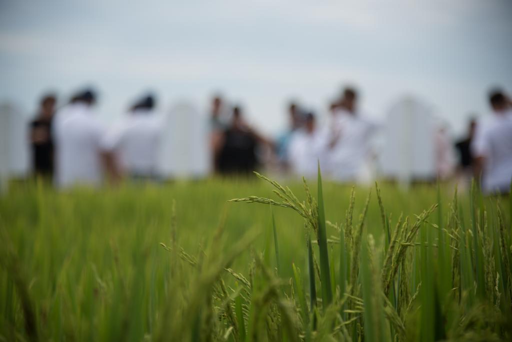 ​Federarroz recomenda cautela no fomento de plantio de cultivares nobres