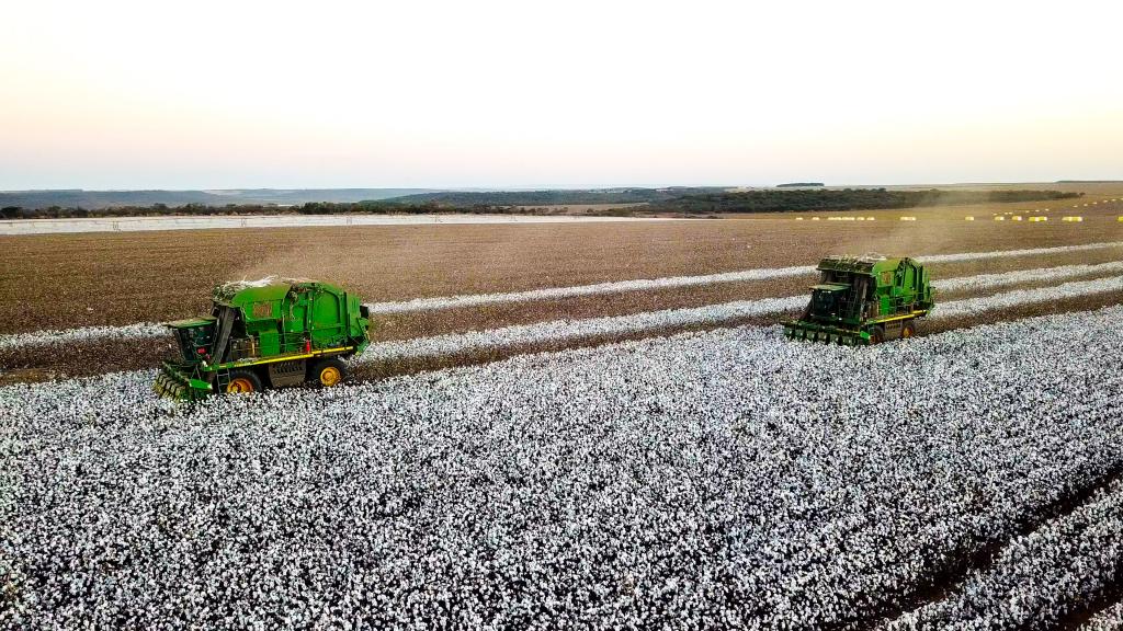 Colheita de algodão em Goiás ultrapassa 30% da área plantada