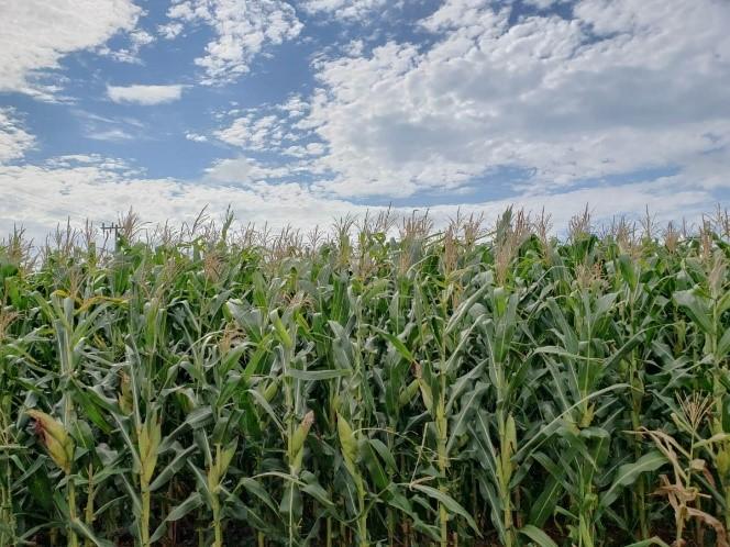 MS enfrenta uma das piores secas dos últimos 40 anos e impacta lavouras de milho safrinha