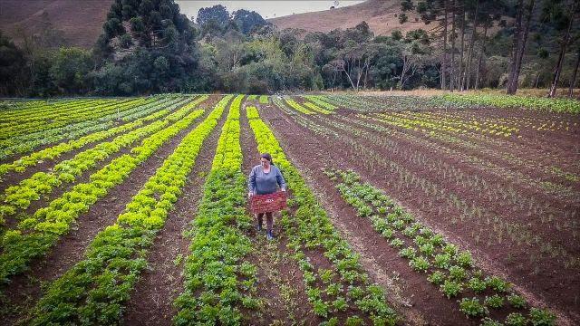 6 ações da Secretaria de Agricultura e Abastecimento para facilitar atividades dos agricultores