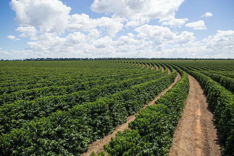 Bienalidade positiva impulsiona safra de café no país e aumenta produção