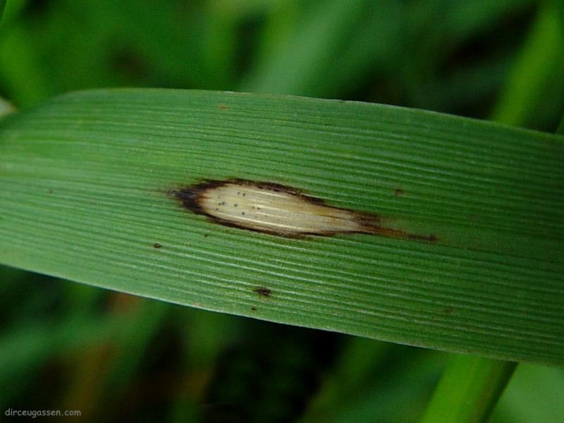 Brusone afeta duramente produtividade do arroz em Santa Catarina