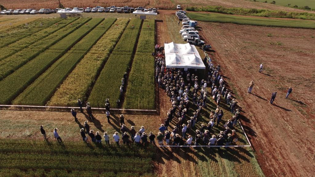 ​Dia de campo apresenta perspectivas para a cadeia tritícola