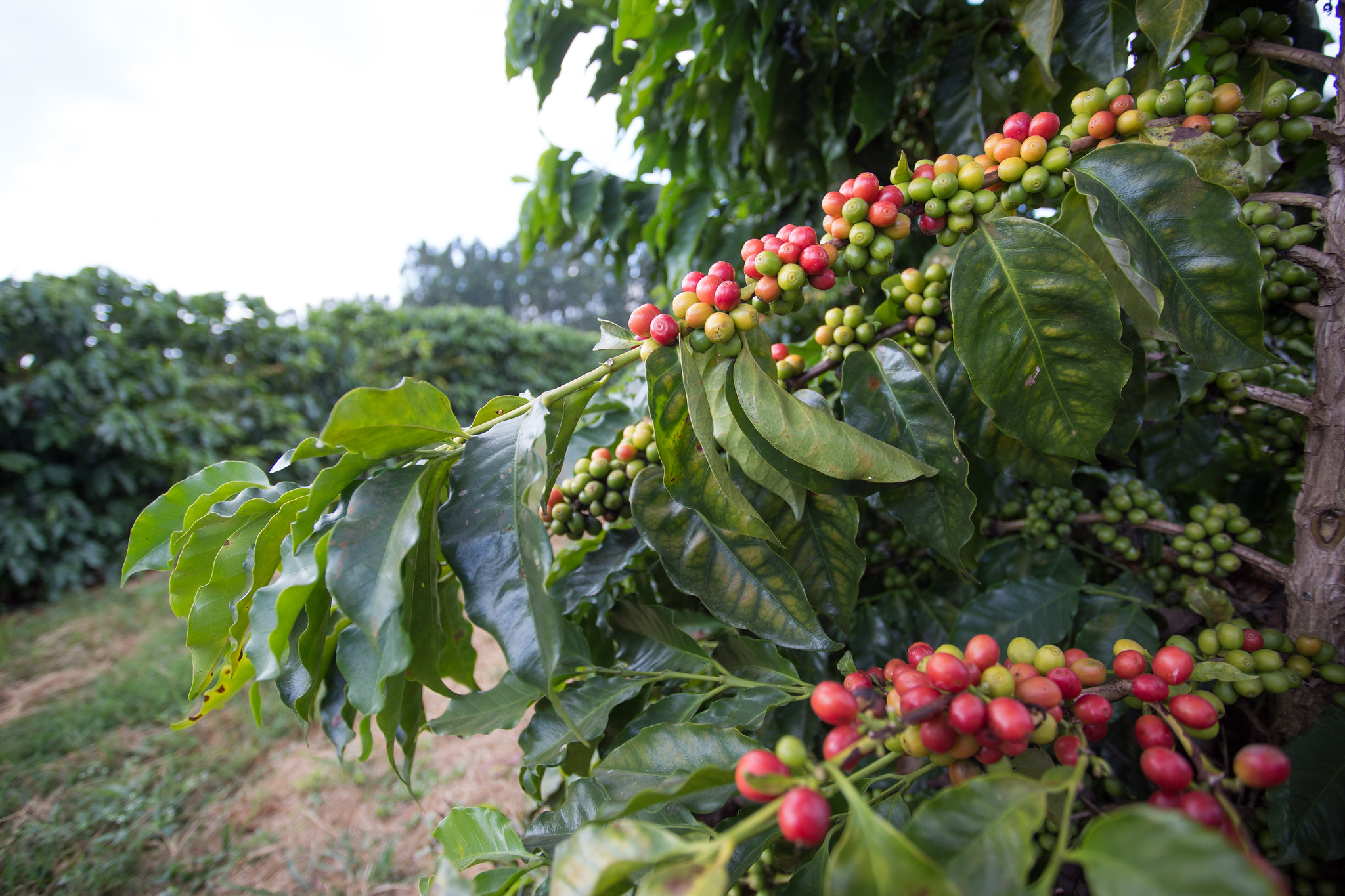 Estudo aponta que uso de protetor solar para folhas e frutos aumenta produtividade da plantação de café