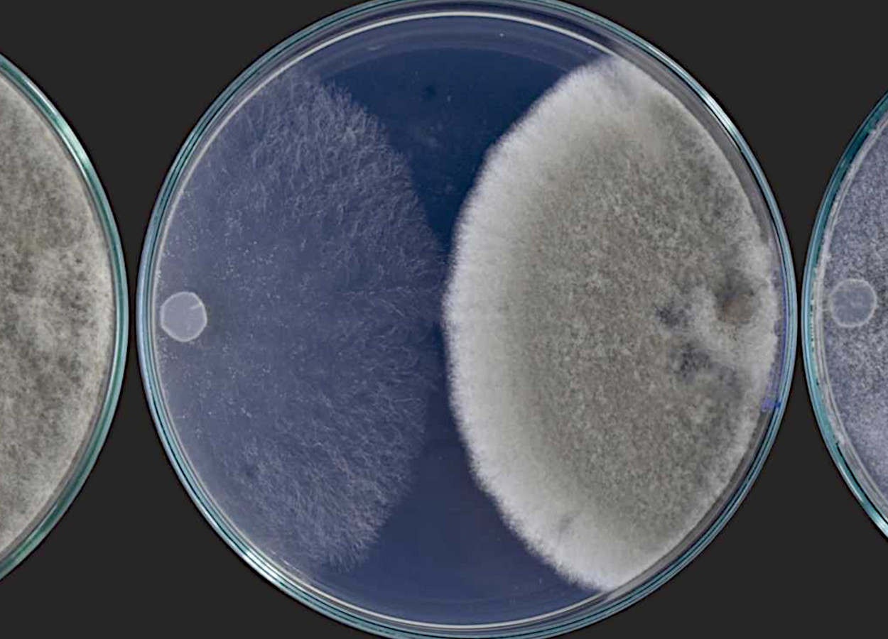Un champignon endophyte inhibe la moisissure grise