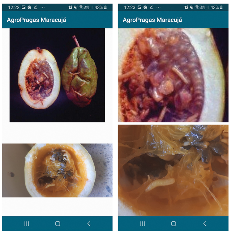 Figura 2 - Um dos recursos do aplicativo: comparação de fotos com possibilidade de ampliação das imagens (“zoom”). No exemplo, mostrando imagens da infestação de frutos de maracujá por larvas de moscas-das-frutas.