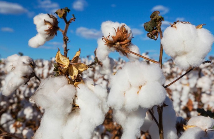 Anea eleva estimativa da safra de algodão 2025/26